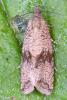 Celypha striana